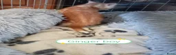Mixed Breed cats for sale: Ginger kittens 3 girls 3 boys - Advert 18
