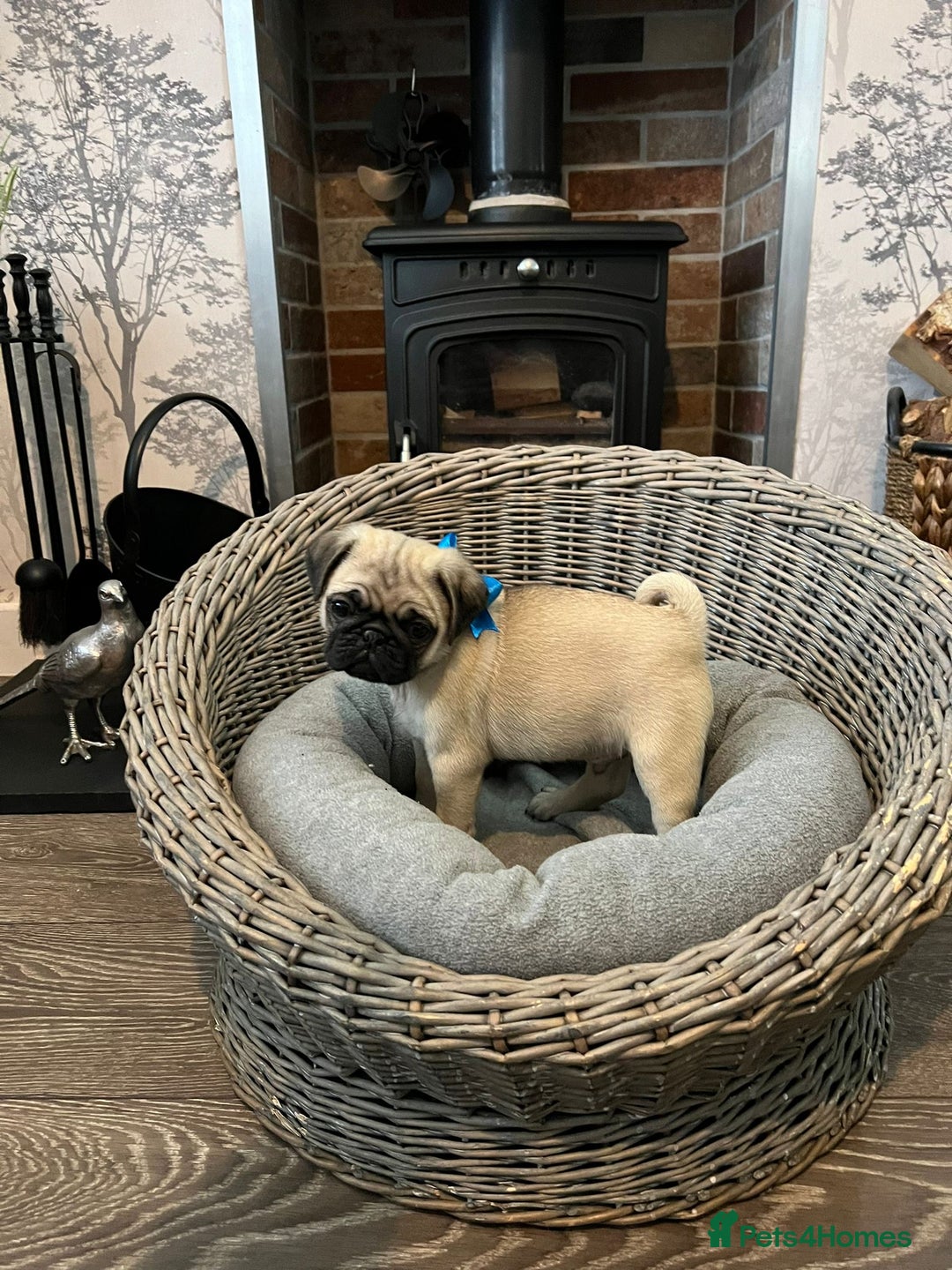 Pug dogs for sale: Superb Pug Puppies - ready now - Advert 2
