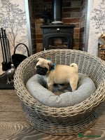 Pug dogs Superb Pug Puppies - ready now - Advert 3