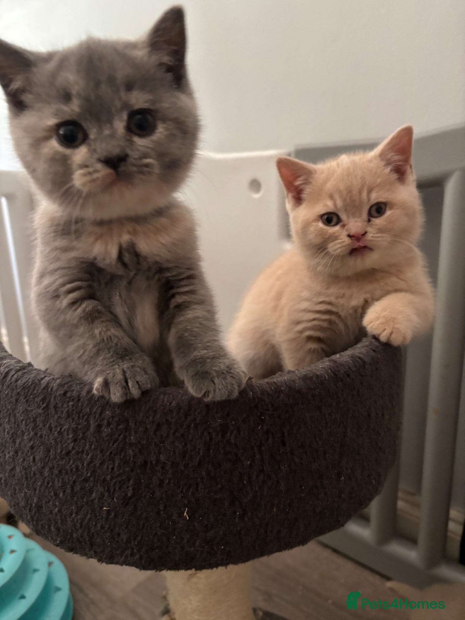 British Shorthair cats Stunning blue and cream bsh tortie GCCF reg!  - Advert 1
