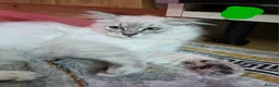 Siberian cats for sale: Beautiful Siberian kittens - Advert 7