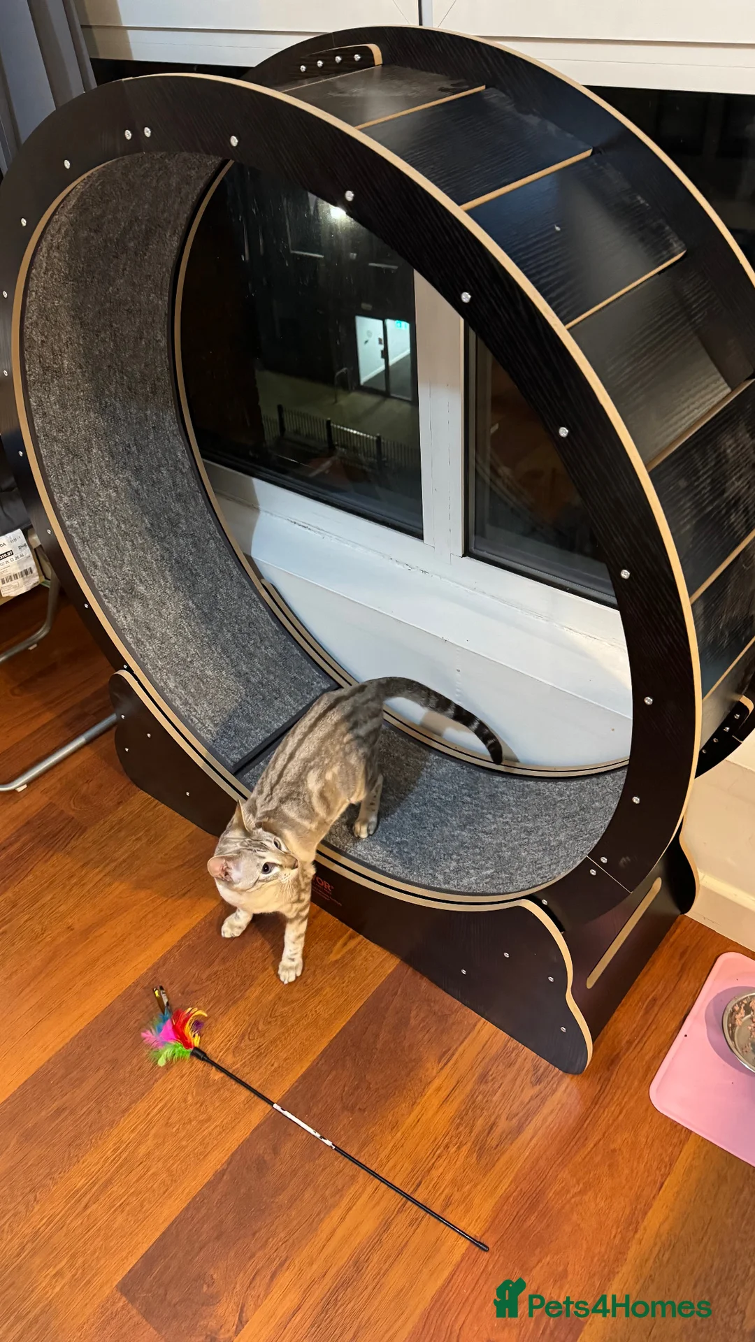 Mixed Breed cats for sale: 8 month old neutered male kitten - Advert 3