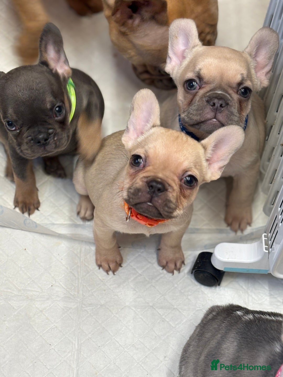 French Bulldog dogs for sale: 💕Adorable French bulldogs💕 - Advert 13