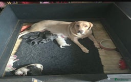 Labrador Retriever dogs for sale: Gorgeous top pedigree charcoal champagne Labrador - Image 4