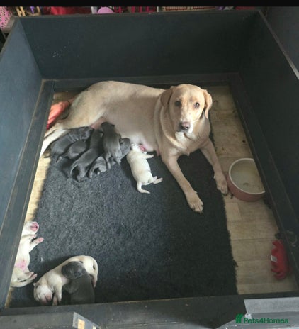 Labrador Retriever dogs - Advert 1