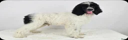 Standard Poodle dogs for sale: Stunning kc registered standard poodle puppies  - Advert 2