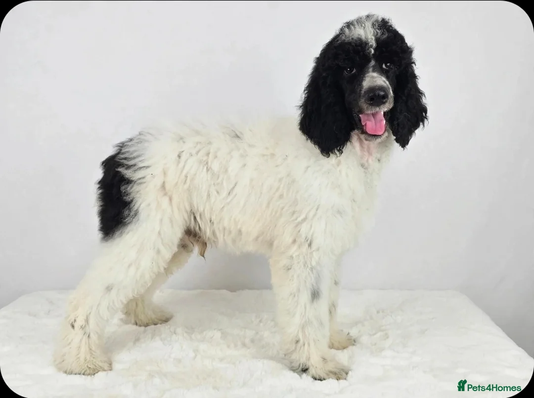 Standard Poodle dogs for sale: Stunning kc registered standard poodle puppies  - Advert 2