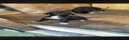 Lurcher dogs for sale: 2 lurcher pups ready to leave  - Advert 4