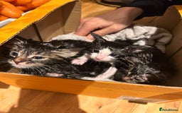 Mixed Breed cats for sale: Soft, Sweet, and Full of Fun…. - Advert 2