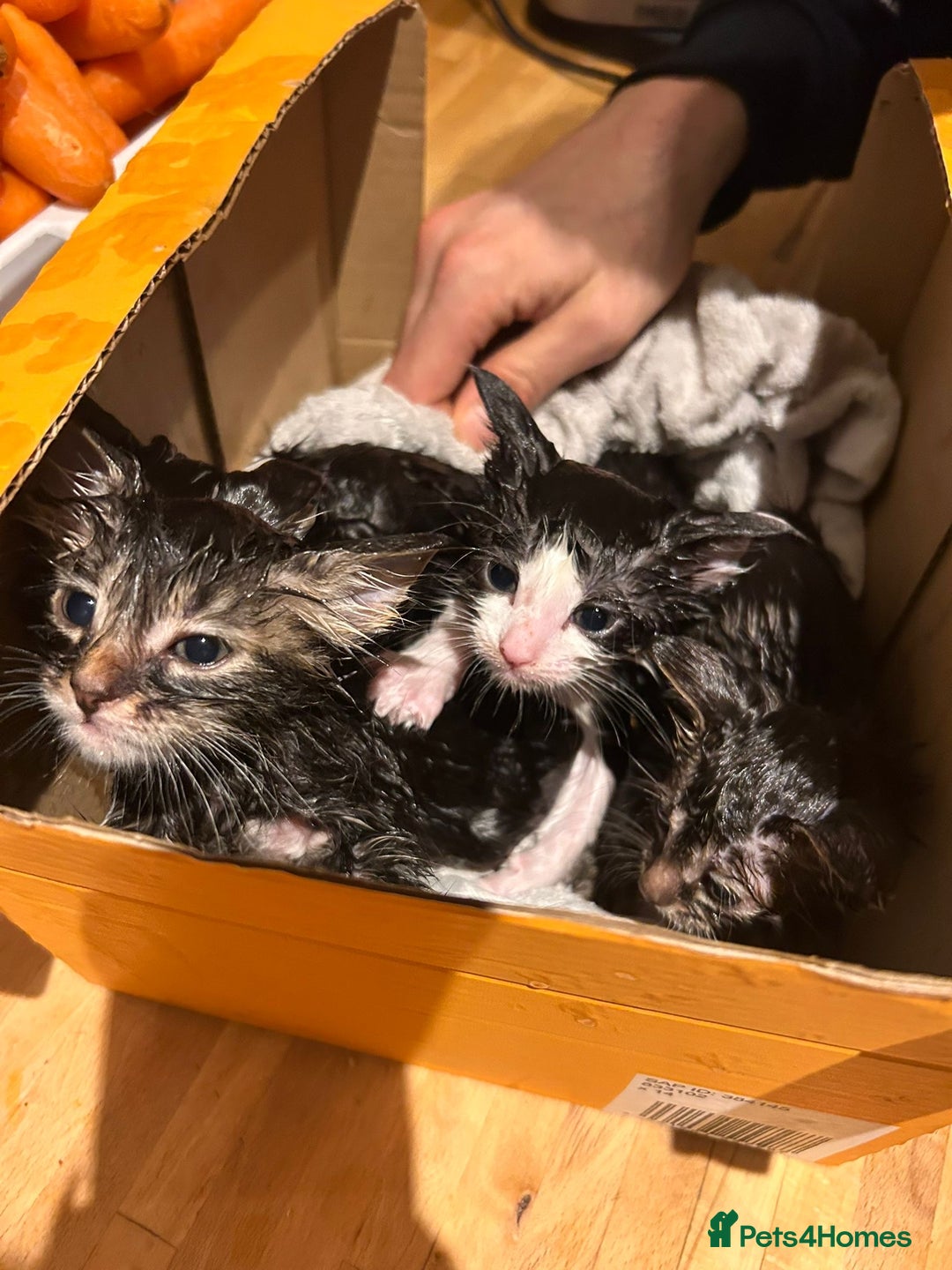 Mixed Breed cats for sale: Soft, Sweet, and Full of Fun…. - Advert 2