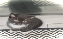 Mixed Breed cats for sale: Delightful mix-breed Siamese-black tabby-kittens - Image 13
