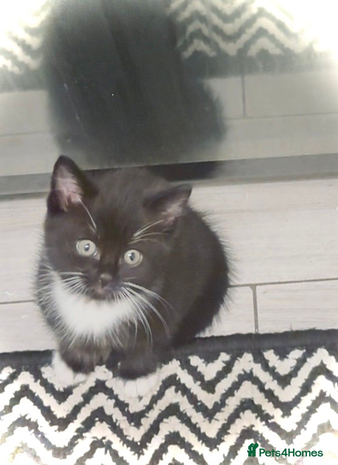 Mixed Breed cats for sale: Delightful mix-breed Siamese-black tabby-kittens - Image 13