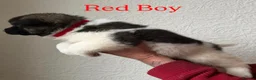 Akita dogs for sale: Chunky Akita puppies in Liverpool - Advert 3