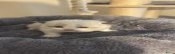 Ragdoll cats for sale: Ragdoll kittens fully gccf registered kittens  - Advert 18
