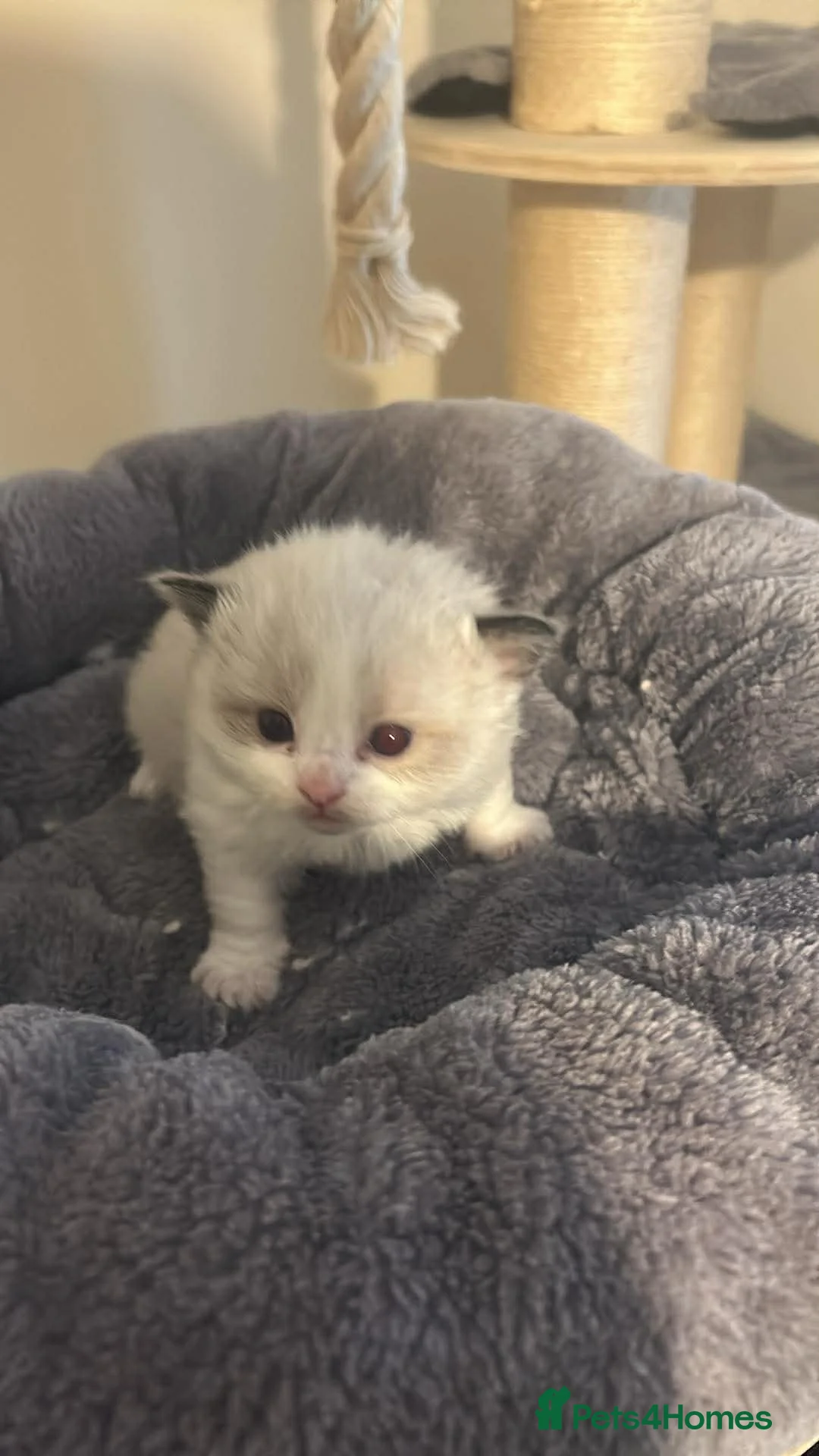 Ragdoll cats for sale: Ragdoll kittens fully gccf registered kittens  - Advert 18