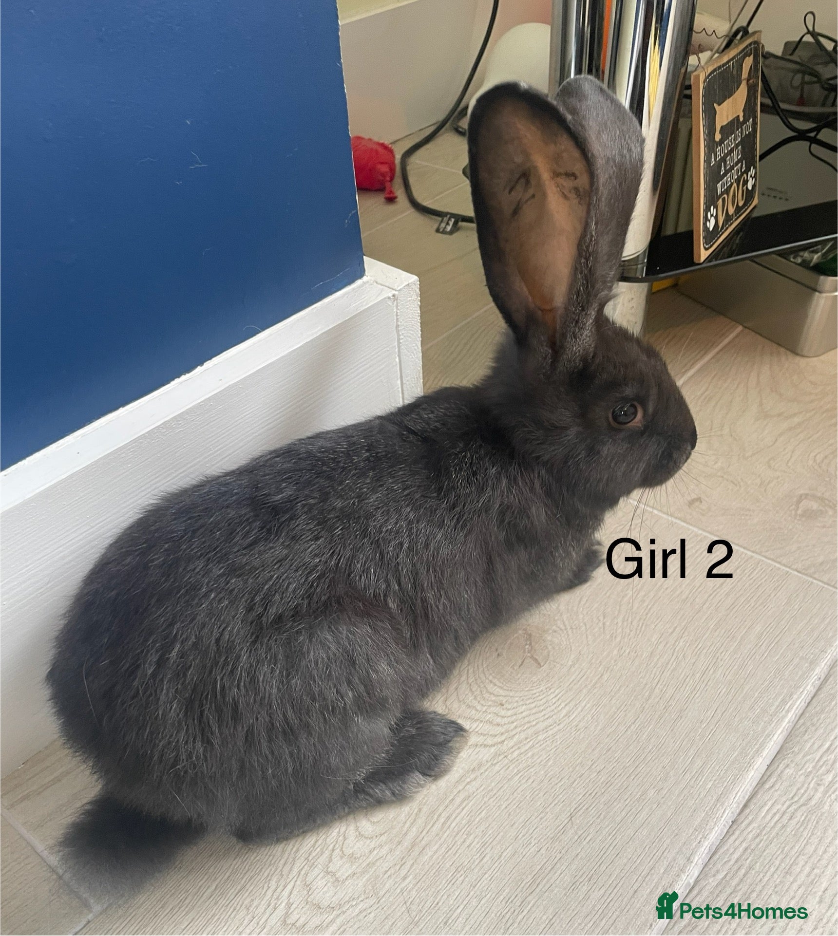 Continental Giant rabbits 💖Pure bred continental giants💖 - Advert 3