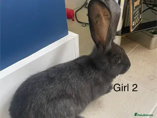 Continental Giant rabbits 💖Pure bred continental giants💖 - Advert 3