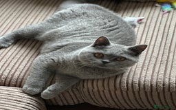 British Shorthair cats for sale: Excellent Champion line  - Image 17