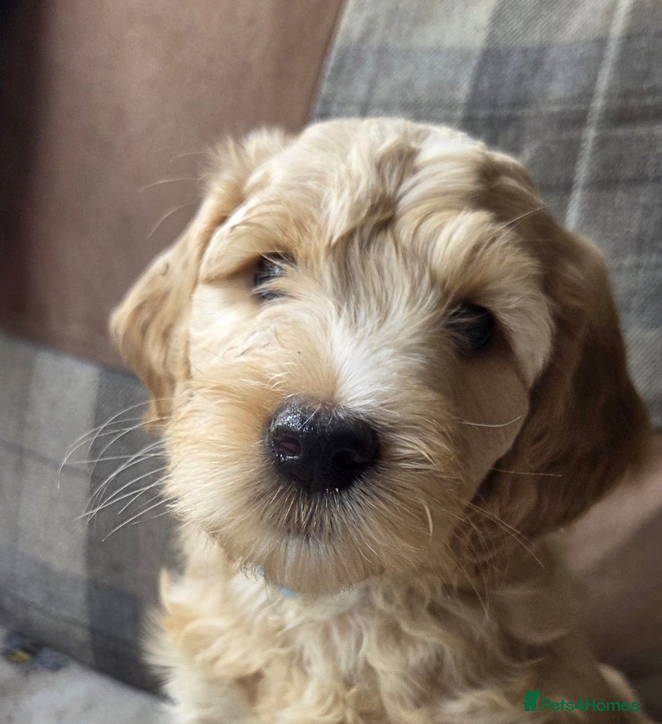 Australian Labradoodle dogs Australian x Irish doodle multi gen mix  - Advert 2