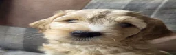 Australian Labradoodle dogs for sale: READY NOW! Therapy Aus x Irish dood multi gen mix  - Advert 16