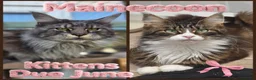Maine Coon cats for sale: 1 male maincoon  - Advert 2