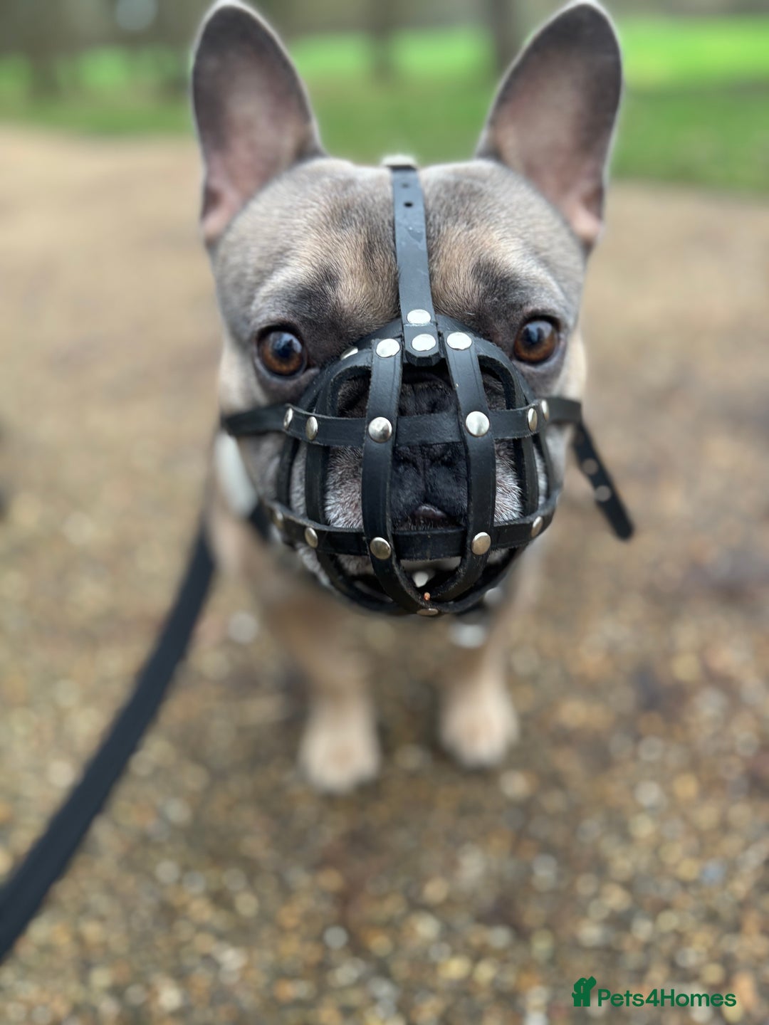 French Bulldog dogs for sale: Rocco- 4yr old French bulldog male  - Advert 7
