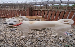 Mixed Breed dogs for adoption: Kaya is approx 2 yrs old  - Image 1