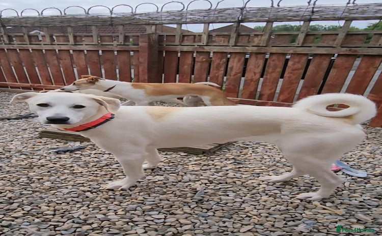 Mixed Breed dogs - Advert 9