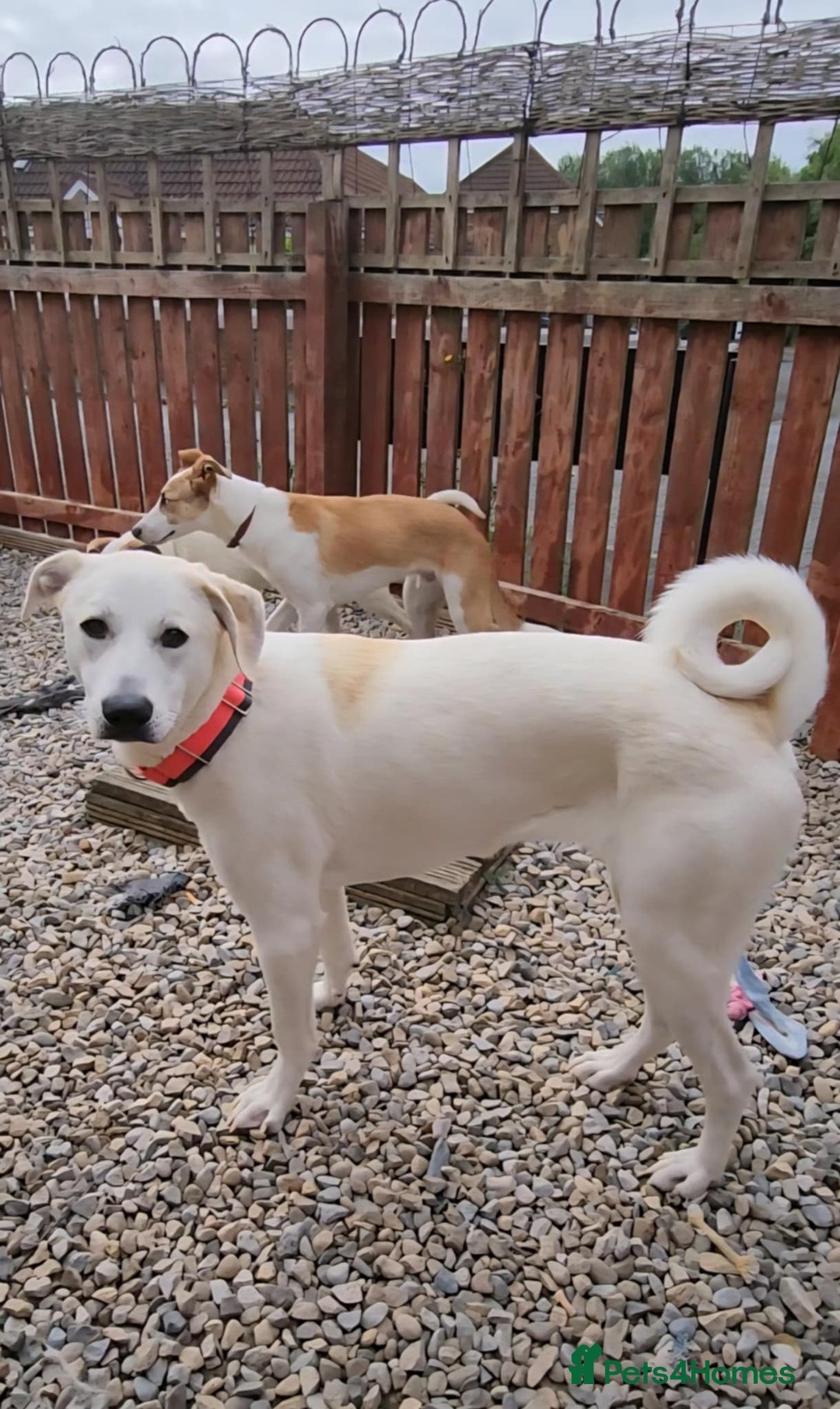 Mixed Breed dogs for adoption: Kaya is approx 2 yrs old  - Image 1
