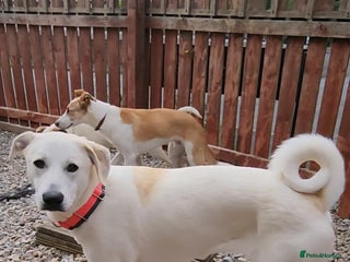 Mixed Breed dogs - Advert 13