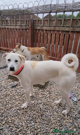 Mixed Breed dogs Kaya is approx 2 yrs old - Advert 4