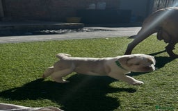 Olde English Bulldogge dogs for sale: Out standing old English bulldog male available - Image 5