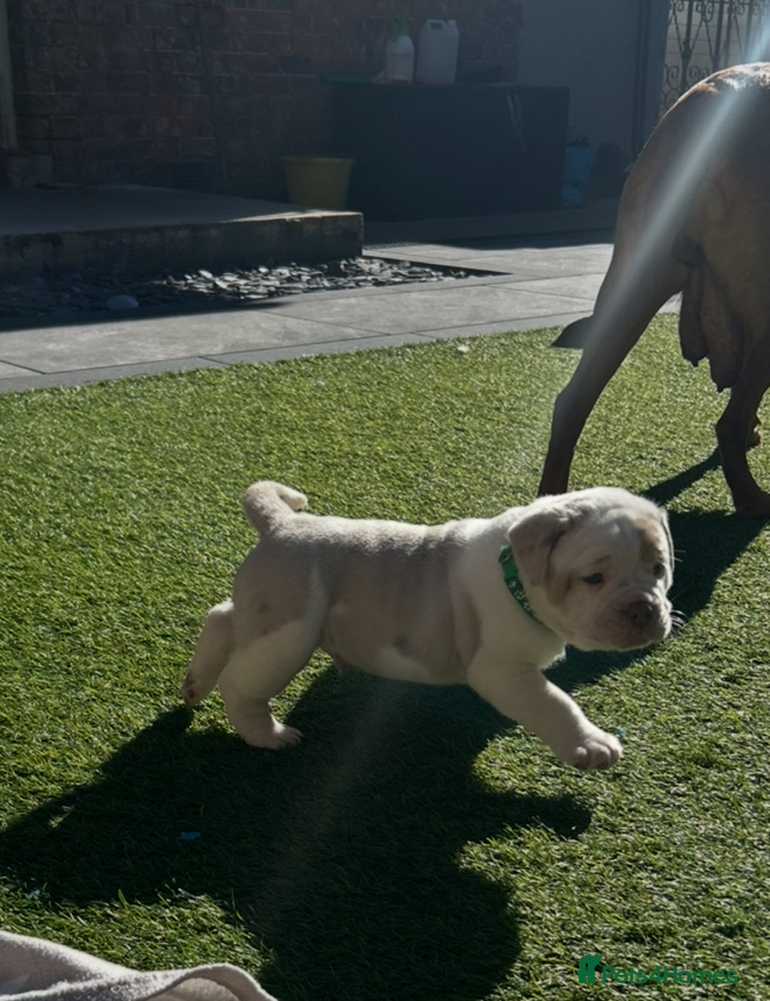 Olde English Bulldogge dogs for sale: Out standing old English bulldog male available - Image 5