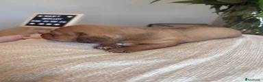 Miniature Dachshund 1