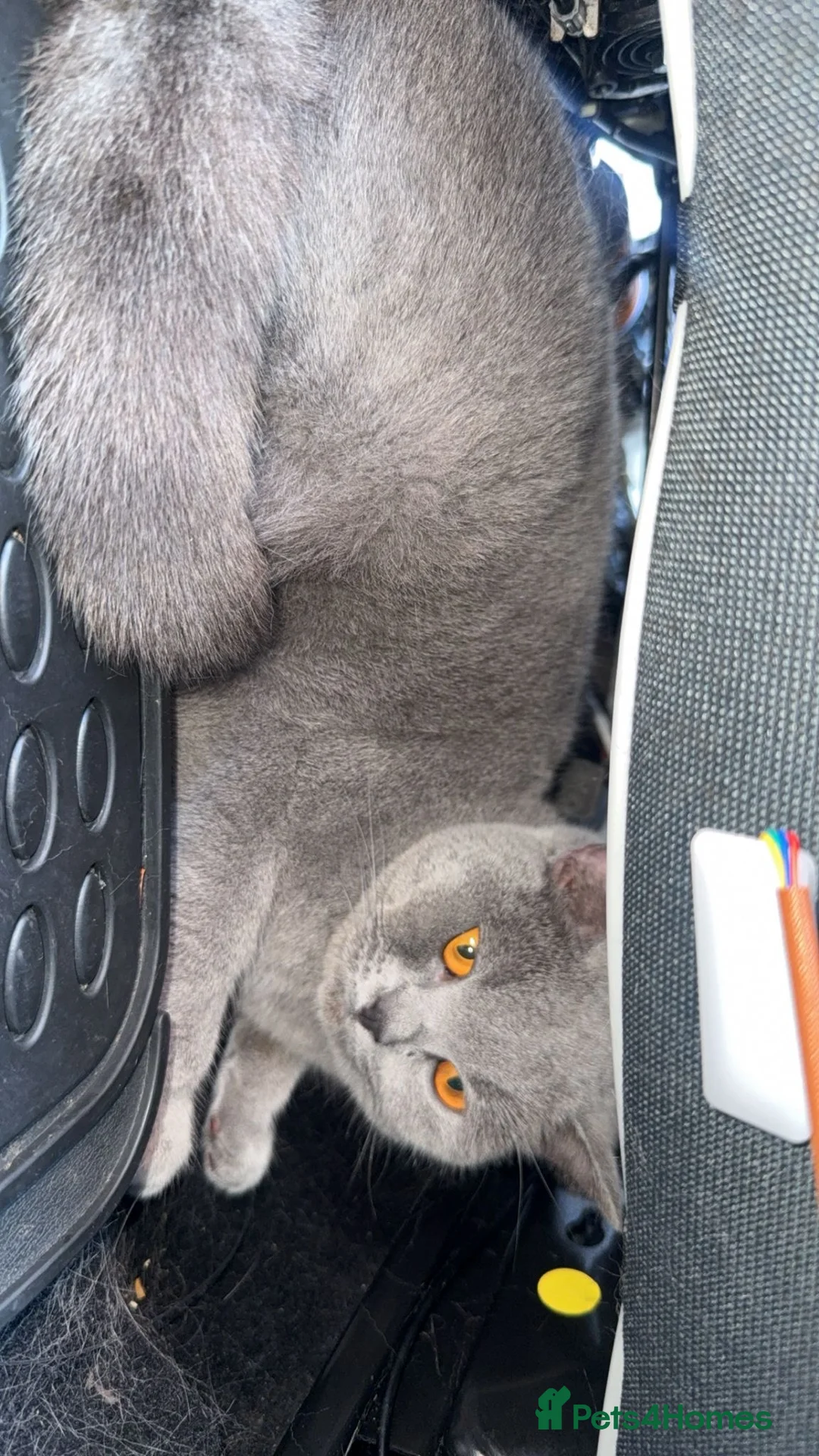 British Shorthair cats for sale: rosie in Smethwick - Advert 2