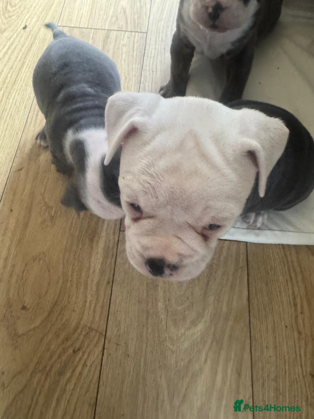 Olde English Bulldogge dogs for sale: English bulldogs  - Image 25