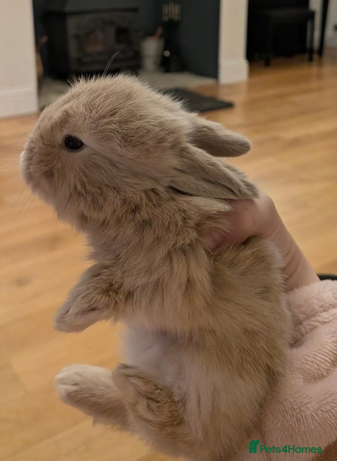Mini Lop rabbits for sale: 4 Pure bred Mini Lop Rabbits *FOR SALE* 🥰 - Image 15