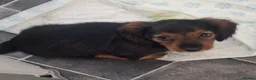 Miniature Dachshund dogs for sale: Miniature Dachshund Fluffy & Smooth  - Advert 12