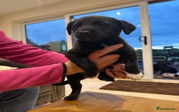 Borador dogs for sale: Collie cross Labrador  - Image 8