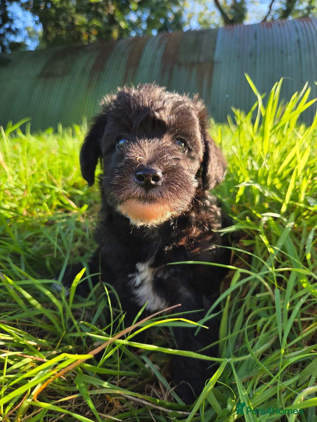 Schnoodle dogs for sale: Beautiful schnoodle puppies  - Advert 2