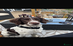English Springer Spaniel dogs for stud: English Springer Spaniel for Stud - Image 5