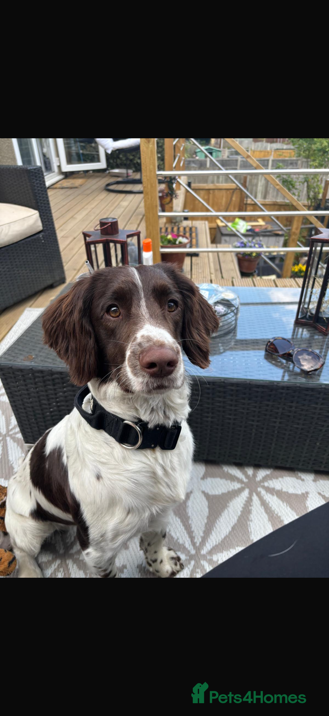 English Springer Spaniel dogs for stud: English Springer Spaniel for Stud - Image 5