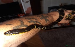 Rat Snake reptiles for sale: Russian ratsnake 100% het axanthic  - Image 4