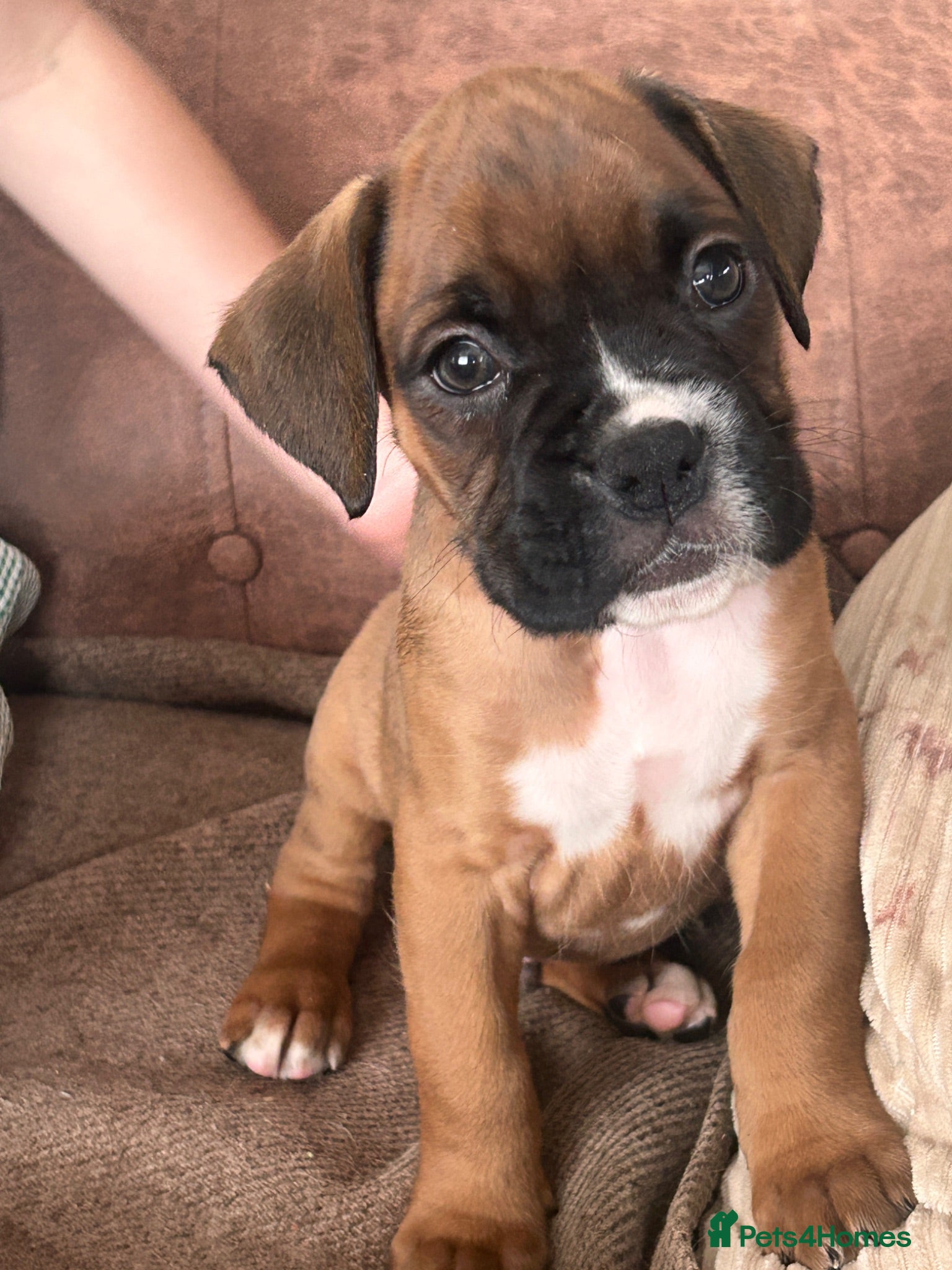 Boxer dogs Stunning boxer puppies-ready 16th June - Advert 1