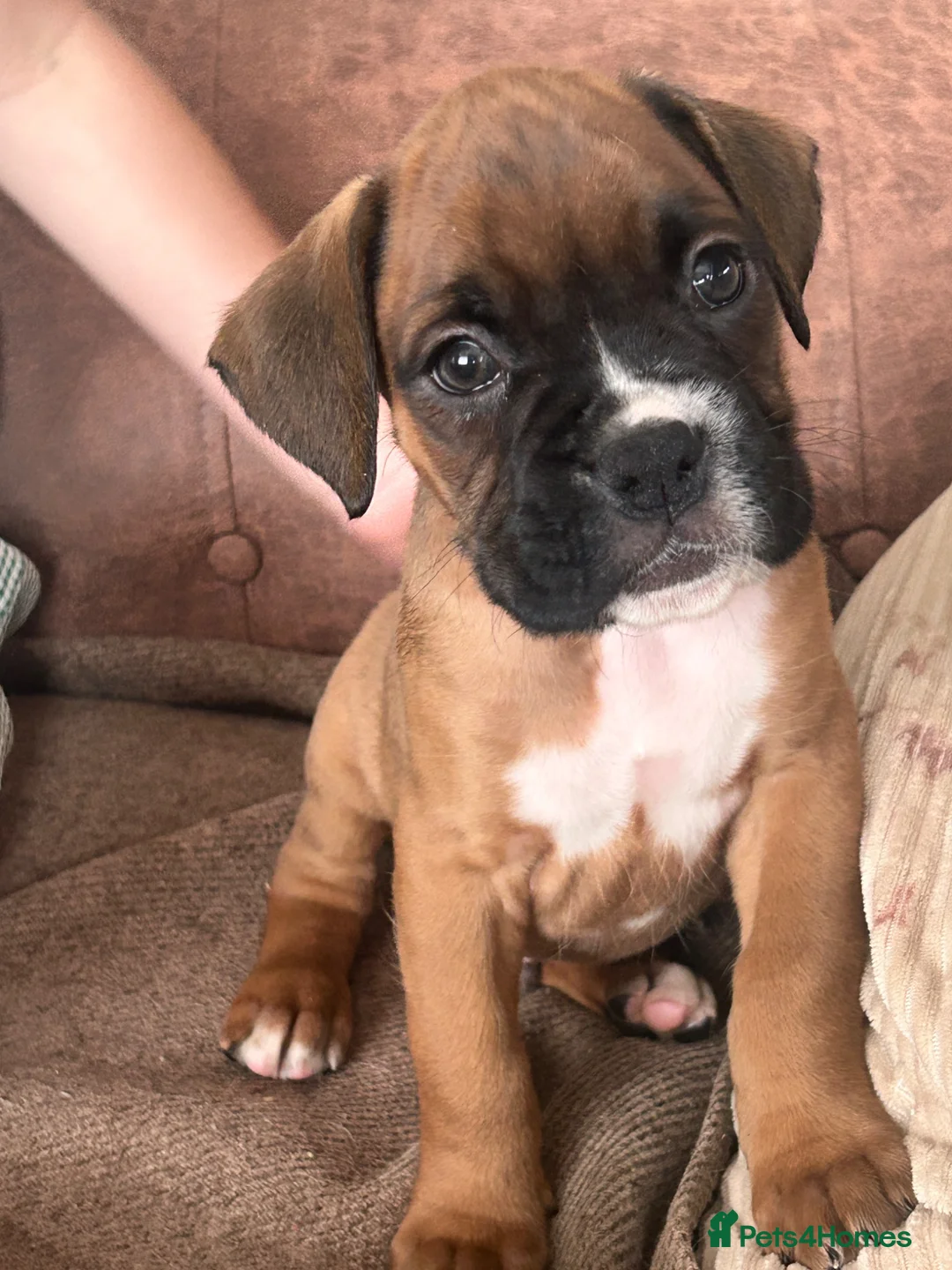 Boxer dogs for sale: READY NOW- Stunning boxer puppies - Advert 1