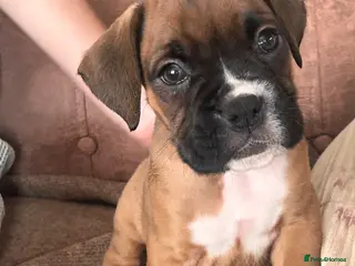 Boxer dogs for sale: Stunning boxer puppies-ready Tuesday - Advert 1