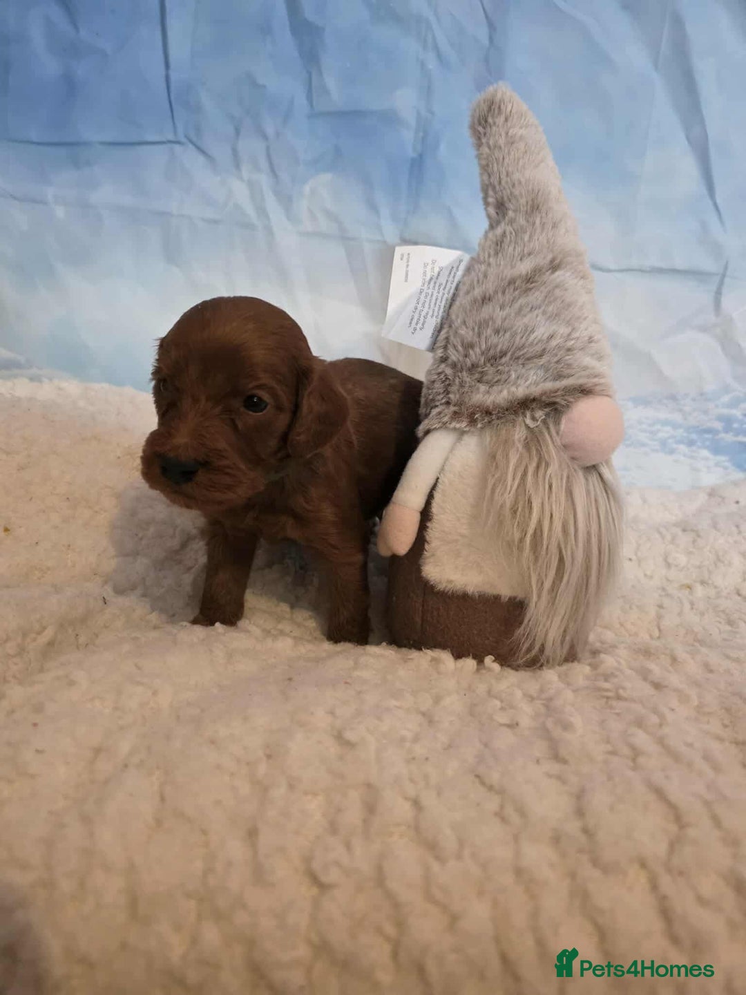 Irish Doodle dogs for sale: Stunning mahogany red Irish doodles READY NOW   - Advert 12