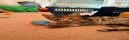 Mixed Breed cats for adoption: Tibby and Libby - Taverham Norfolk  - Advert 12