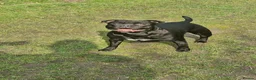 Staffordshire Bull Terrier dogs for sale: Kassius Staffordshire bull terrier pups for sale  in Middlesbrough - Advert 7