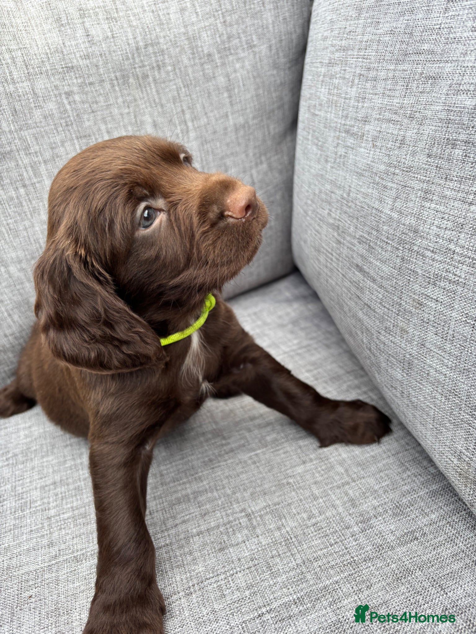 Cocker Spaniel dogs Working cocker spaniel pups - Advert 1
